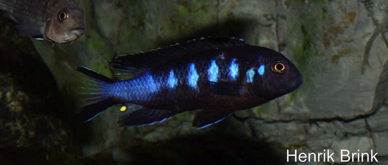 Maylandia melissa 'Chewere'